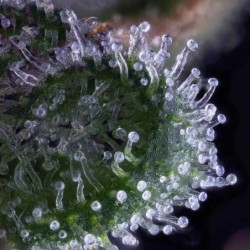 Wedding Cake semi cannabis Royal Queen Seeds