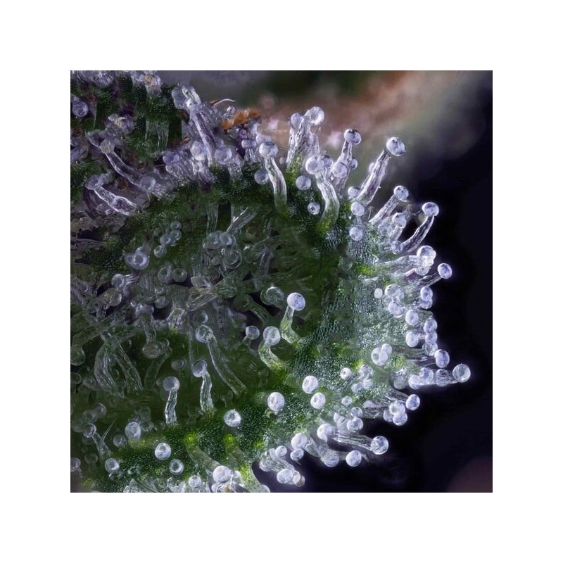 Wedding Cake semi cannabis Royal Queen Seeds