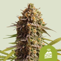 Wedding Cake Auto semi cannabis Royal Queen Seeds