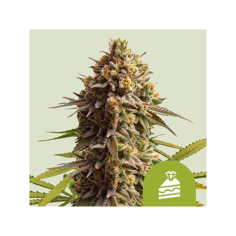 Wedding Cake Auto semi cannabis Royal Queen Seeds
