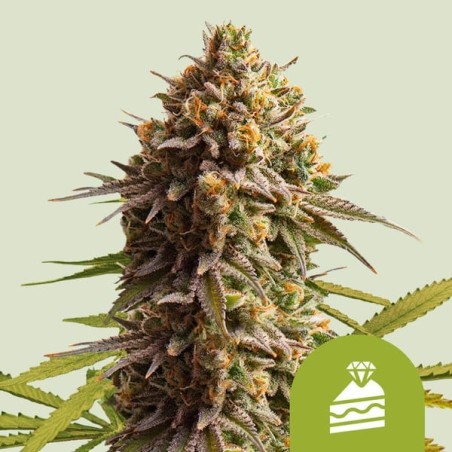 Wedding Cake Auto semi cannabis Royal Queen Seeds