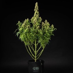 Wedding Cake Auto semi cannabis Royal Queen Seeds