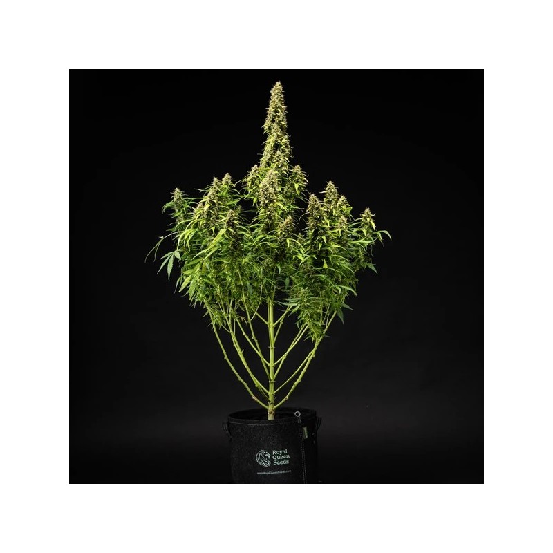 Wedding Cake Auto semi cannabis Royal Queen Seeds
