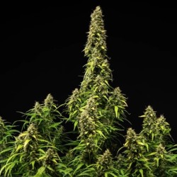 Wedding Cake Auto semi cannabis Royal Queen Seeds