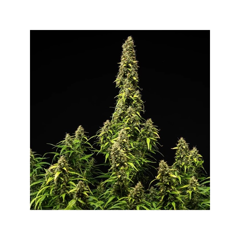 Wedding Cake Auto semi cannabis Royal Queen Seeds