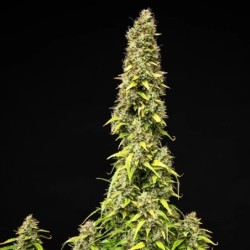 Wedding Cake Auto semi cannabis Royal Queen Seeds