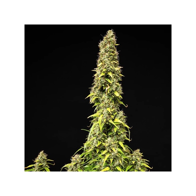 Wedding Cake Auto semi cannabis Royal Queen Seeds