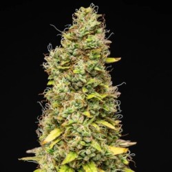 Wedding Cake Auto semi cannabis Royal Queen Seeds