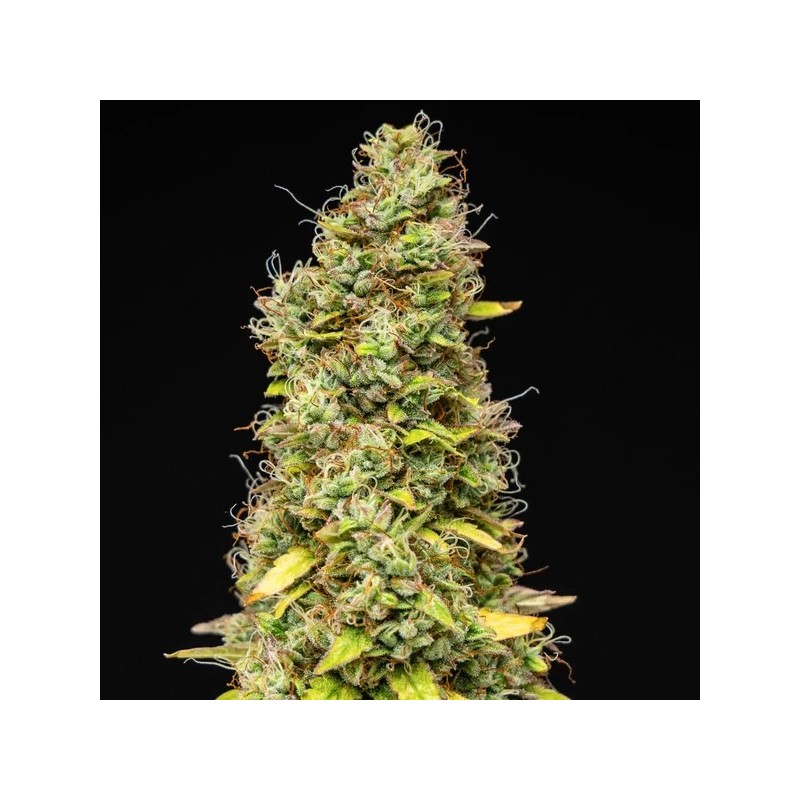 Wedding Cake Auto semi cannabis Royal Queen Seeds