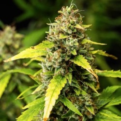Wedding Cake Auto semi cannabis Royal Queen Seeds