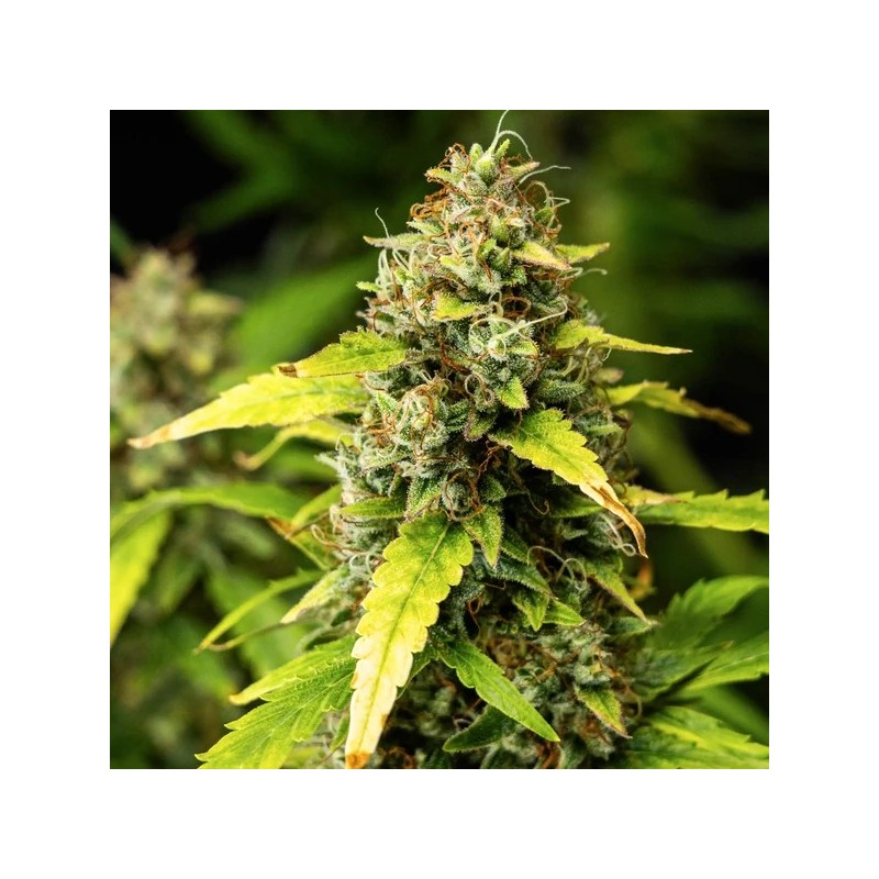 Wedding Cake Auto semi cannabis Royal Queen Seeds