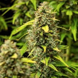 Wedding Cake Auto semi cannabis Royal Queen Seeds