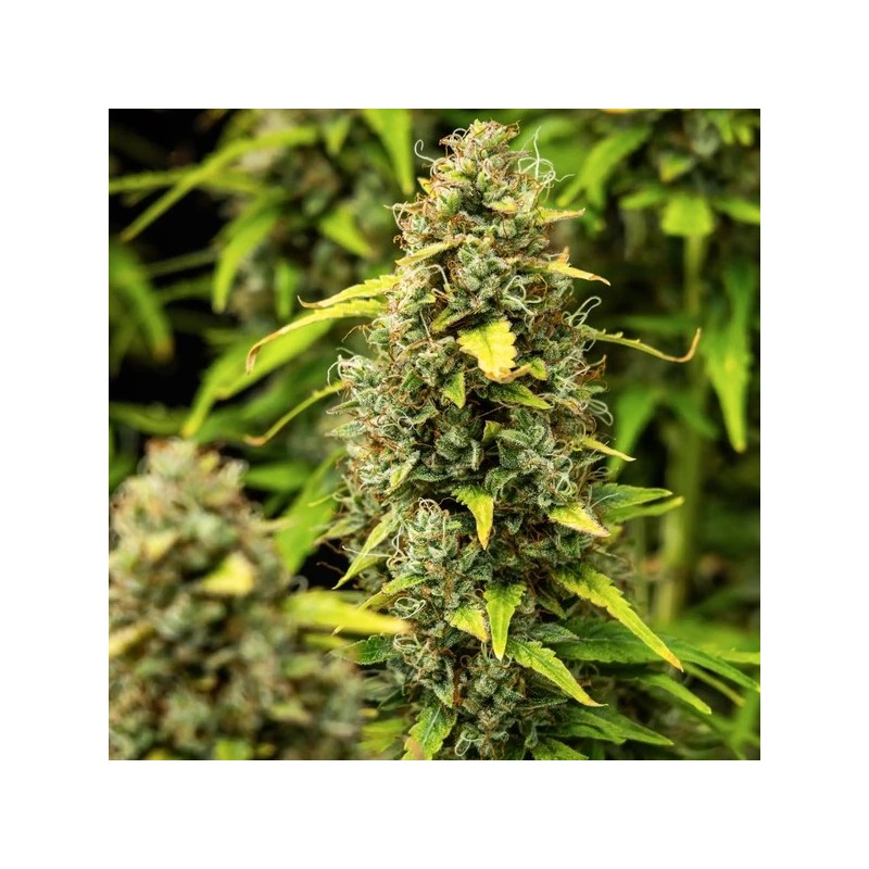 Wedding Cake Auto semi cannabis Royal Queen Seeds