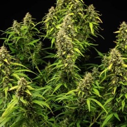 Wedding Cake Auto semi cannabis Royal Queen Seeds