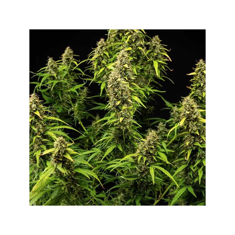 Wedding Cake Auto semi cannabis Royal Queen Seeds