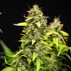 Wedding Cake Auto semi cannabis Royal Queen Seeds