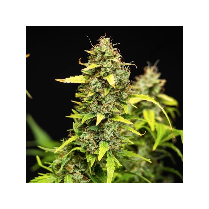 Wedding Cake Auto semi cannabis Royal Queen Seeds