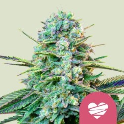 Wedding Crasher semi cannabis Royal Queen Seeds