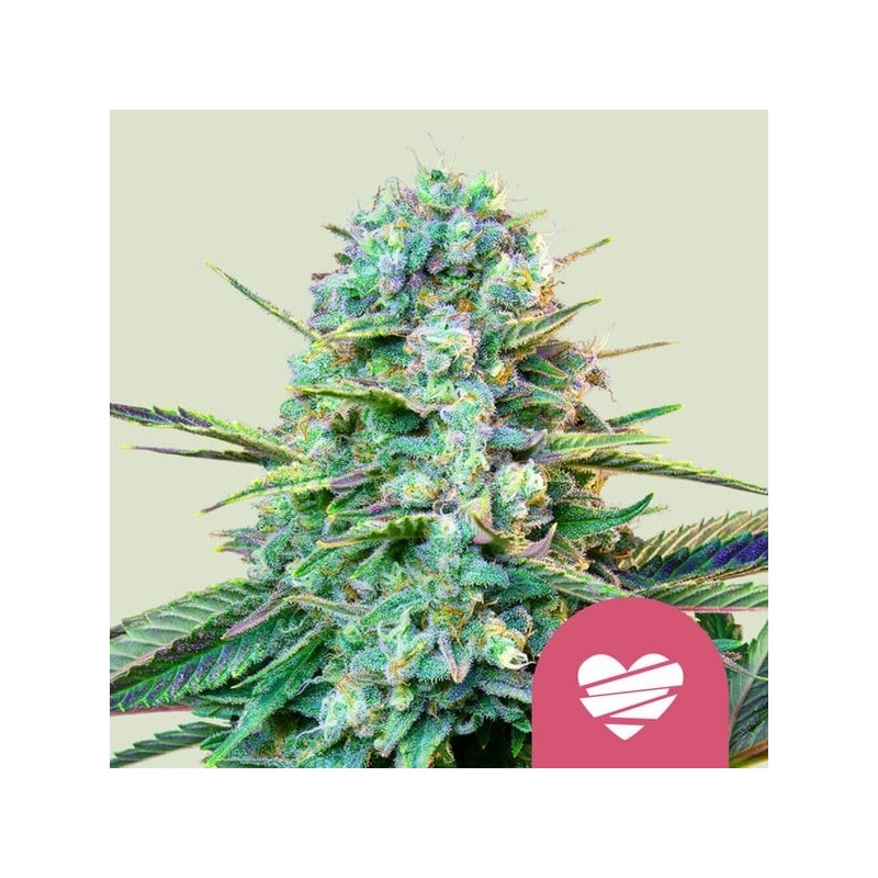 Wedding Crasher semi cannabis Royal Queen Seeds