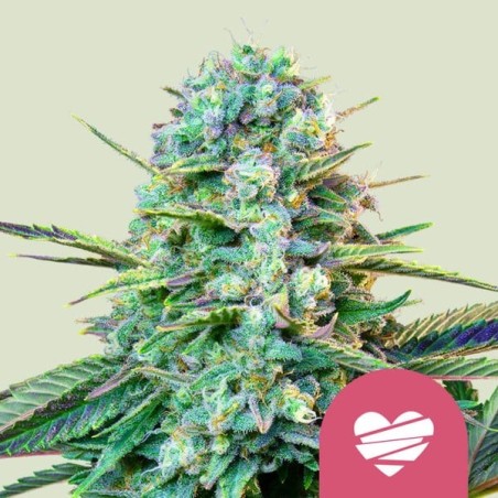 Wedding Crasher semi cannabis Royal Queen Seeds