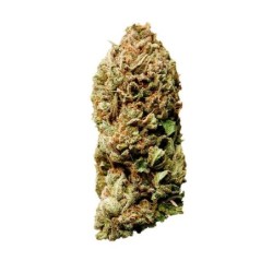 Wedding Crasher semi cannabis Royal Queen Seeds