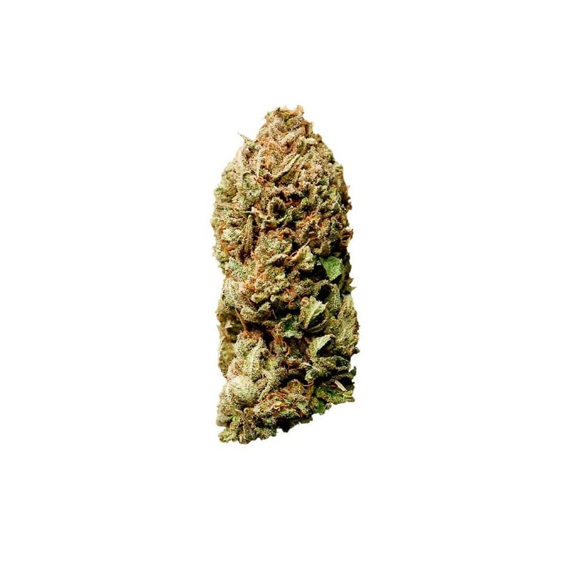Wedding Crasher semi cannabis Royal Queen Seeds