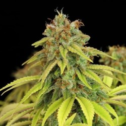 Wedding Crasher semi cannabis Royal Queen Seeds