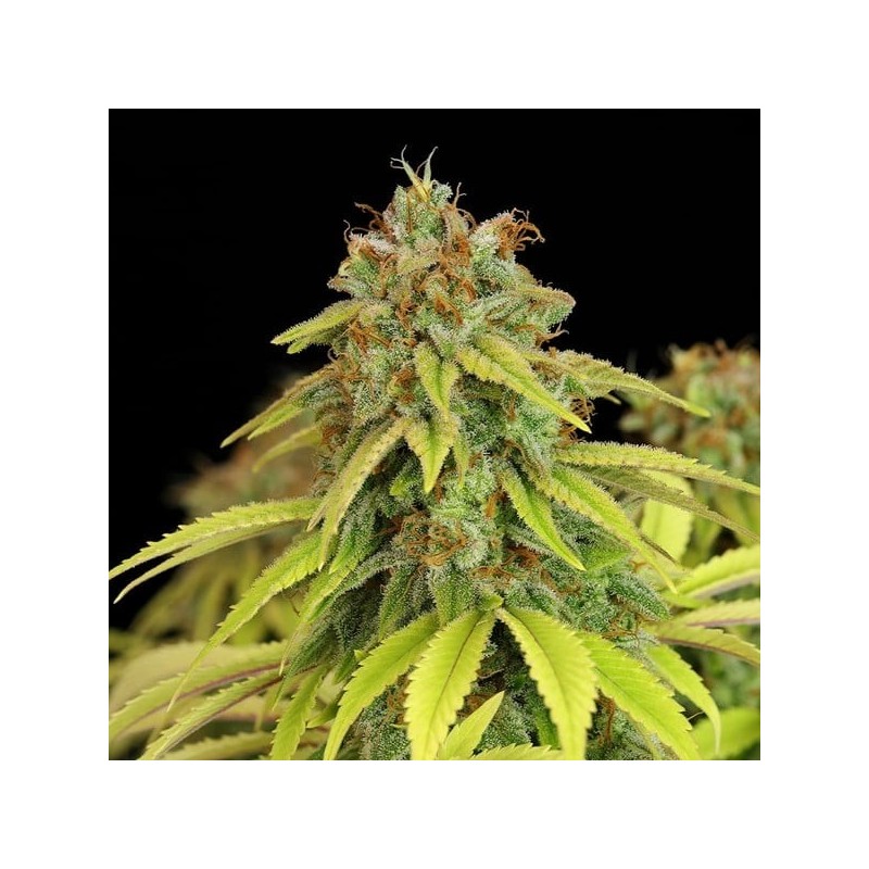 Wedding Crasher semi cannabis Royal Queen Seeds