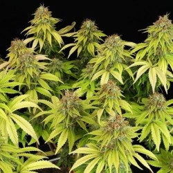 Wedding Crasher semi cannabis Royal Queen Seeds