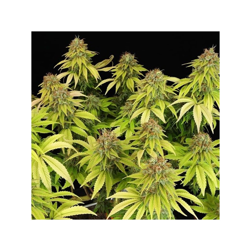 Wedding Crasher semi cannabis Royal Queen Seeds