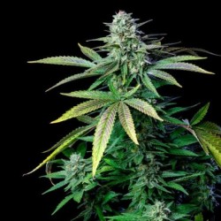 Wedding Crasher semi cannabis Royal Queen Seeds