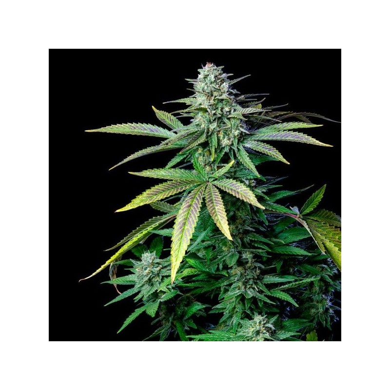 Wedding Crasher semi cannabis Royal Queen Seeds