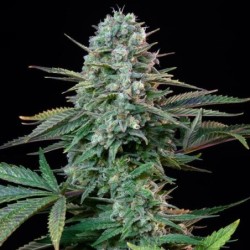 Wedding Crasher semi cannabis Royal Queen Seeds