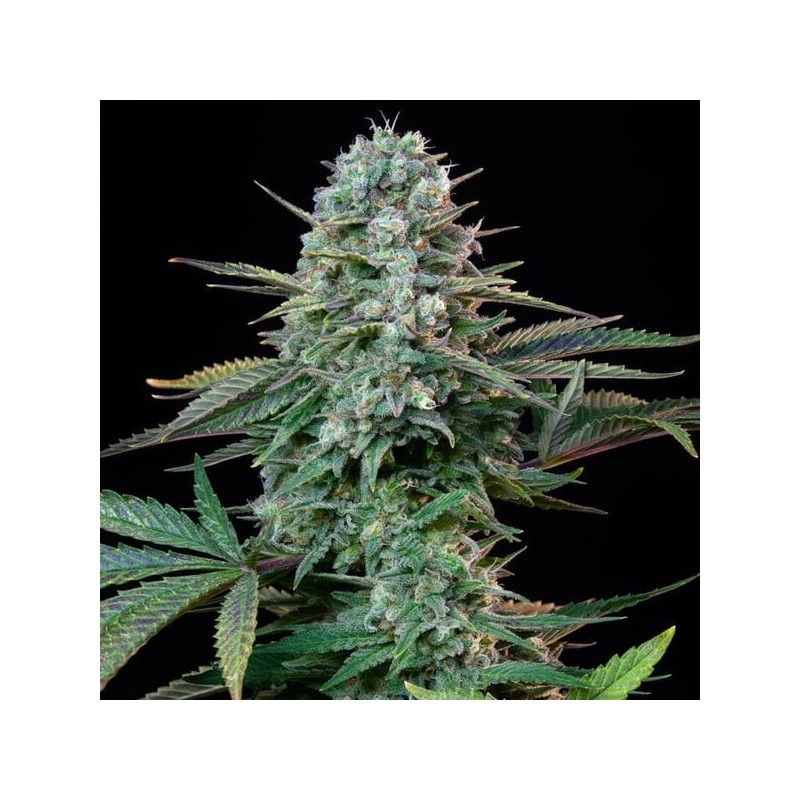 Wedding Crasher semi cannabis Royal Queen Seeds