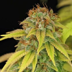 Wedding Crasher semi cannabis Royal Queen Seeds