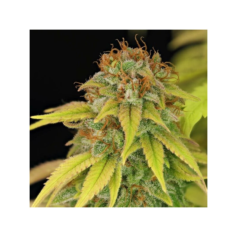 Wedding Crasher semi cannabis Royal Queen Seeds