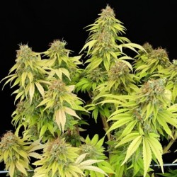 Wedding Crasher semi cannabis Royal Queen Seeds