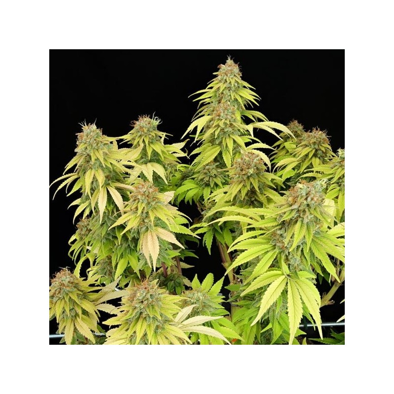 Wedding Crasher semi cannabis Royal Queen Seeds