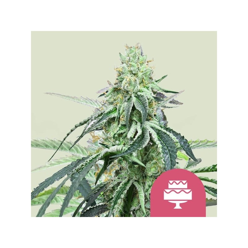 Wedding Gelato semi cannabis Royal Queen Seeds
