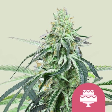 Wedding Gelato semi cannabis Royal Queen Seeds