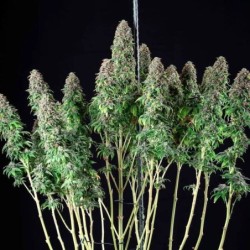 Wedding Gelato semi cannabis Royal Queen Seeds