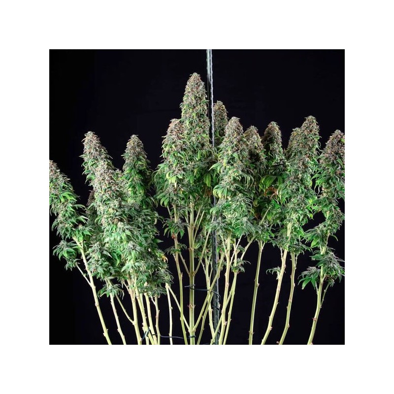 Wedding Gelato semi cannabis Royal Queen Seeds