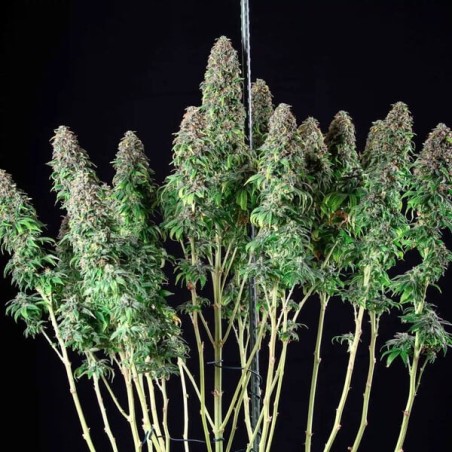 Wedding Gelato semi cannabis Royal Queen Seeds