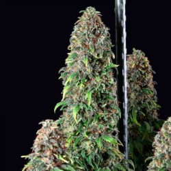 Wedding Gelato semi cannabis Royal Queen Seeds