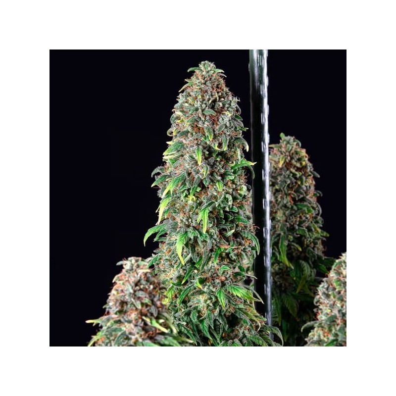 Wedding Gelato semi cannabis Royal Queen Seeds