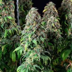 Wedding Gelato semi cannabis Royal Queen Seeds