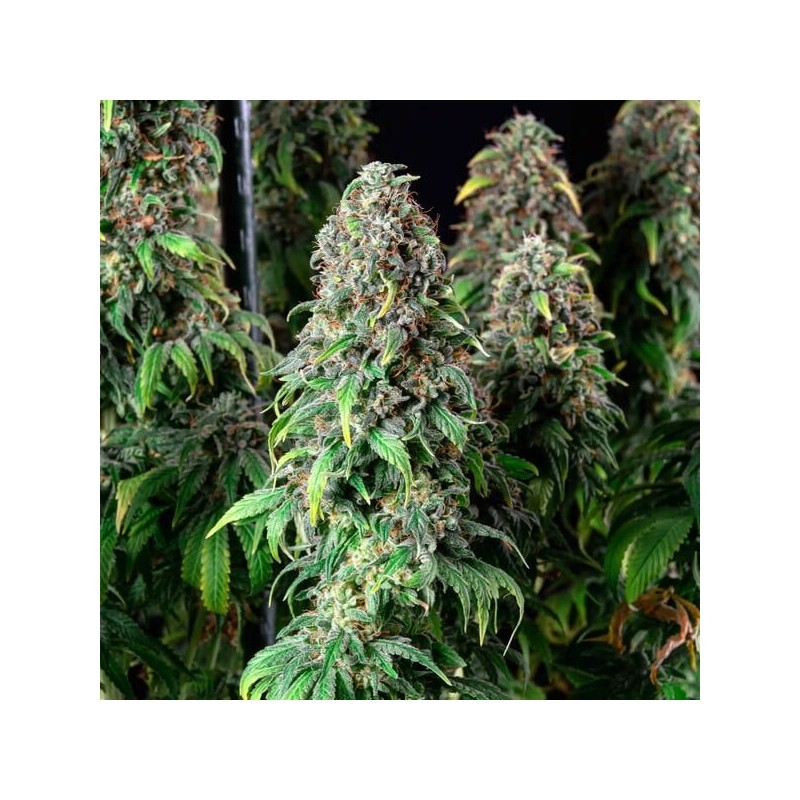 Wedding Gelato semi cannabis Royal Queen Seeds
