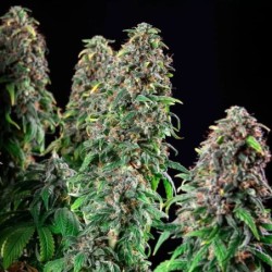 Wedding Gelato semi cannabis Royal Queen Seeds