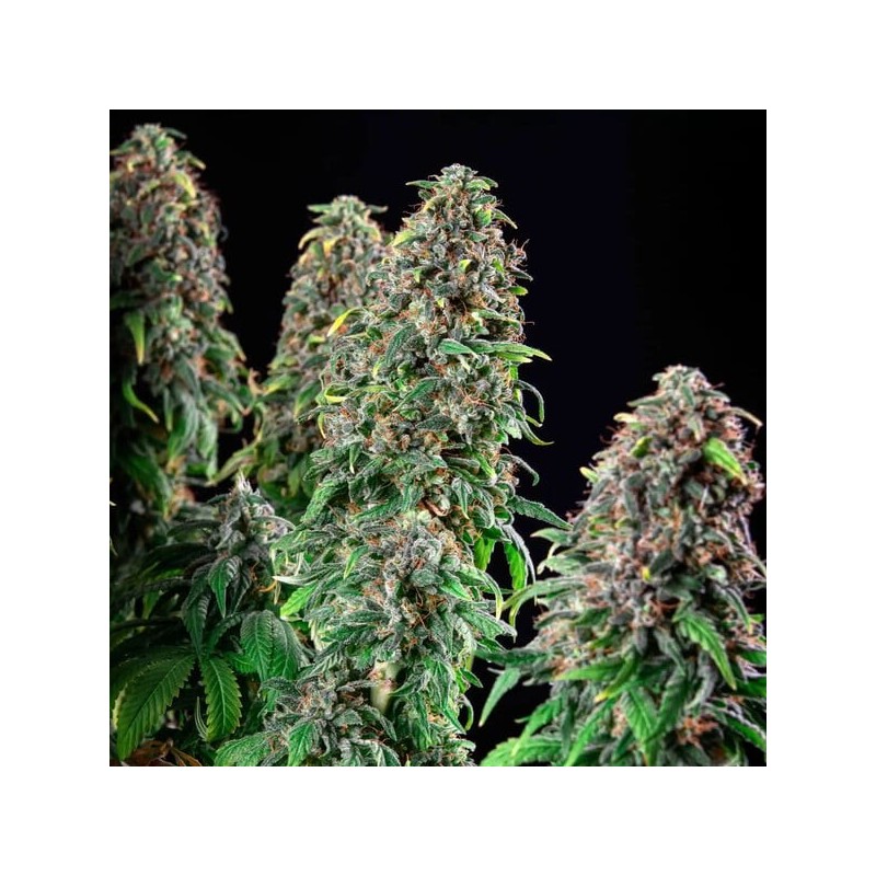 Wedding Gelato semi cannabis Royal Queen Seeds