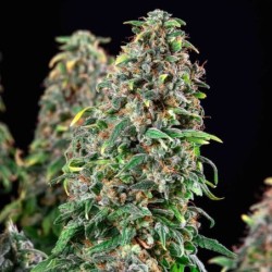 Wedding Gelato semi cannabis Royal Queen Seeds